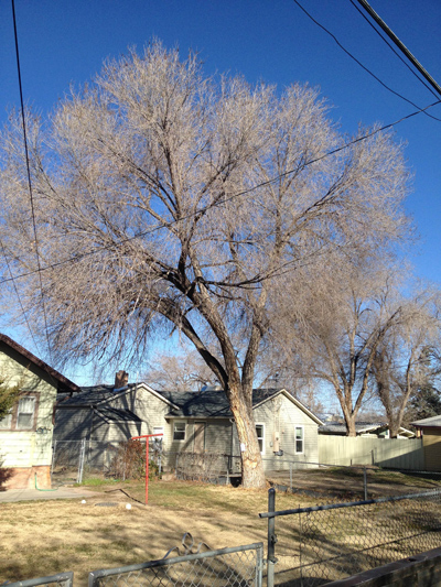 ouray-tree-pruning-and-tree-trimming