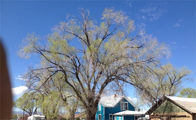 tree-pruning-and-tree-trimming-delta-colorado-before