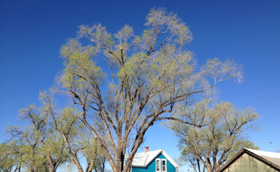 tree-removal-services-delta-colorado-after