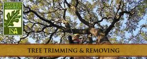 tree-arborists-montrose-ouray-telluride