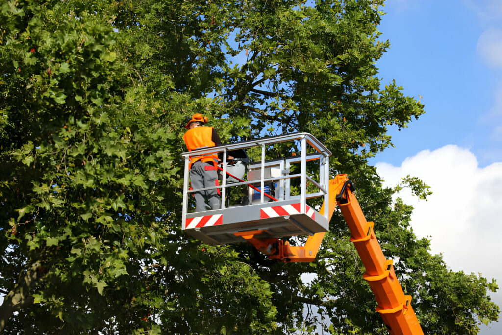 tree care solutions in Montrose