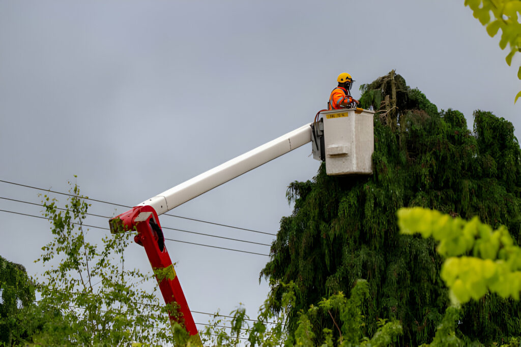 tree trimming companies in Montrose